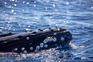 Megaptera Novaeangliae Pictures Drucke: Barnacles attached to the front end of a humpback whale