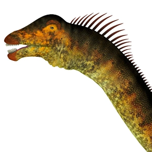 Herbivore Animal Images Drucke: Barosaurus dinosaur head