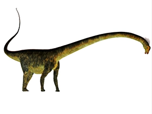 Mesozoic Era Dinosaurs Drucke: Barosaurus dinosaur, side profile