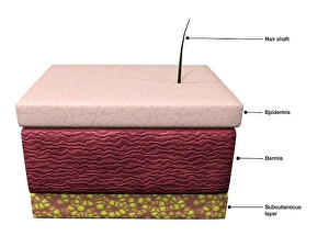 Human Skin Anatomy Drucke: Basic layers of human skin; epidermis