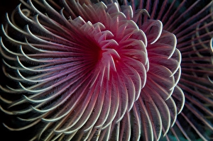 Polychaete Worms Drucke: A beautiful feather duster worm