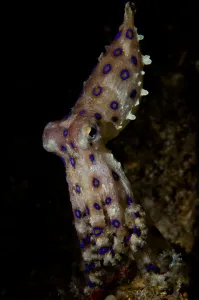 Indonesia Sea Life Drucke: Blue ring octopus displaying rings
