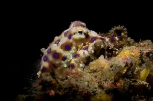 Indonesia Sea Life Drucke: Blue ring octopus displaying rings