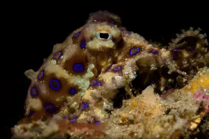 Indo Pacific Ocean Creatures Drucke: Blue ring octopus displaying rings