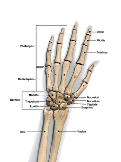 Knochen der menschlichen Hand mit Etiketten.