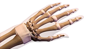 Human Hand Anatomy Drucke: Bones of the human hand with labels