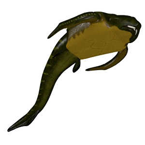 Prehistoric Fish Drucke: Bothriolepis Ffish, white background