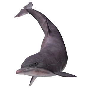 Bottlenose Dolphin Images Drucke: Bottlenose dolphin on white background