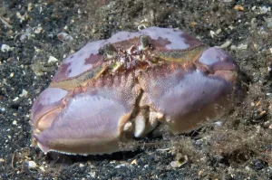 Crustacean Species Drucke: A box crab rests on the ocean bottom