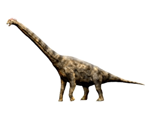 Brachiosaurus-Dinosaurier