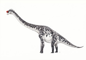 Colored Pencil Artwork Drucke: Brachiosaurus dinosaur, side view on white background