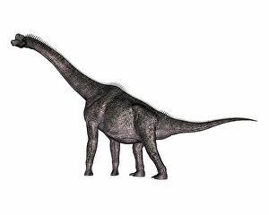 Digitally Generated Artwork Drucke: Brachiosaurus dinosaur walking