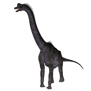 Prehistoric Creature Drucke: Brachiosaurus dinosaur, white background