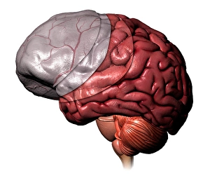 Biomedical Illustrations Of The Brain Drucke: Brain meninges layers