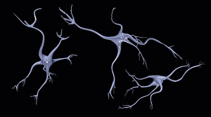 Electron Microscopy Images Drucke: Three Brain Nerve Cells