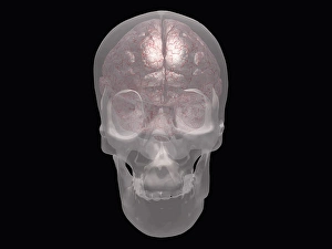 Brain Structure Illustration Drucke: Brain revealed in transparent skull. 3D rendering