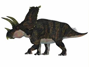 Ceratopsian Dinosaurs Drucke: Bravoceratops dinosaur, side profile