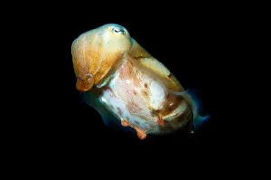 Aquatic Animal Images Drucke: Broadband cuttlefish on black background