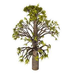 White Background Trees Drucke: Bunya pine tree illustration