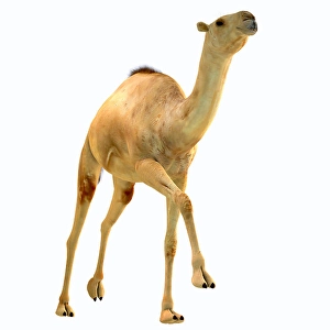 Extinct Mammals Drucke: Camelops hesternus, front view