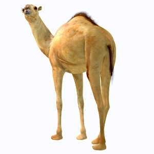 Extinct Mammal Drucke: Camelops hesternus on white background