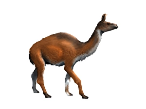Extinct Mammal Drucke: Camelops hesternus, white background