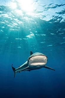 Carcharhinus Perezi Images Drucke: Caribbean reef shark with sunrays in the background