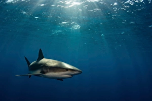 Caribbean Reef Shark Drucke: Caribbean reef shark with sunrays in the background