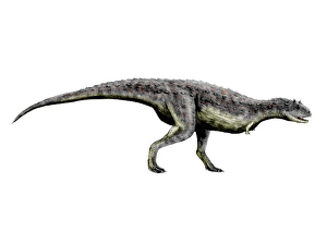 Cretaceous Era Dinosaurs Drucke: Carnotaurus dinosaur