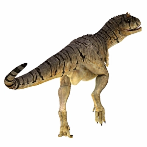 Large Carnivorous Dinosaurs Drucke: Carnotaurus dinosaur, rear view