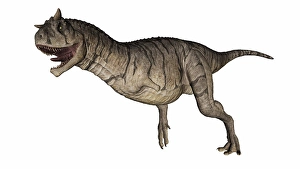 Bipedal Dinosaur Art Drucke: Carnotaurus dinosaur running and roaring