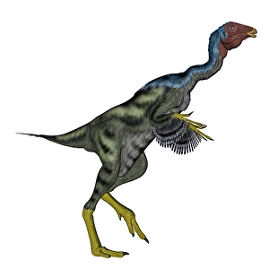 Herbivorous Dinosaurs Drucke: Caudipteryx dinosaur