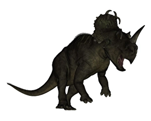 White Background Wildlife Art Drucke: Centrosaurus dinosaur roaring, white background