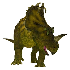 Ceratopsid Dinosaurs Drucke: Centrosaurus dinosaur, front view