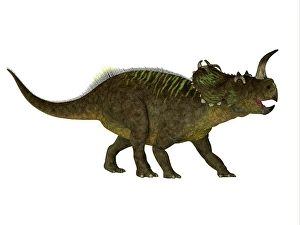 Prehistoric Herbivores Drucke: Centrosaurus dinosaur, side view on white background