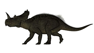 White Background Animal Cutouts Drucke: Centrosaurus dinosaur walking, white background