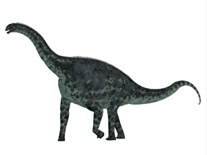Prehistoric Creature Drucke: Cetiosaurus dinosaur, side profile
