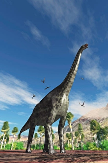 Mesozoic Era Wildlife Images Drucke: A Cetiosaurus dinosaur is surrounded by Dorygnathus pterosaurs