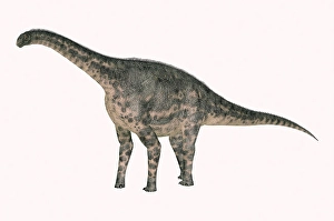 Digitally Generated Artwork Drucke: Cetiosaurus dinosaur, side view on white background