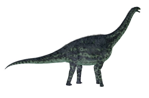Mesozoic Era Wildlife Images Drucke: Cetiosaurus dinosaur, side view on white background