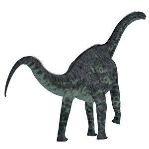 Prehistoric Creature Drucke: Cetiosaurus dinosaur on white background