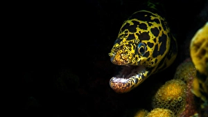 Moray Eel Species Drucke: Chain moray eel (Echidna catenata)
