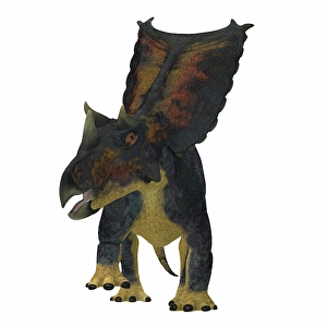Ceratopsian Dinosaurs Drucke: Chasmosaurus dinosaur, front view