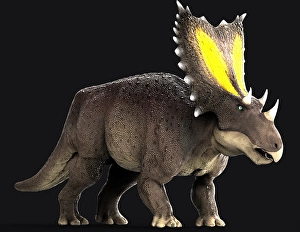 Paleozoology Illustrations Drucke: Chasmosaurus dinosaur, side view on black background