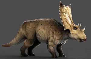 Cretaceous Period Creatures Drucke: Chasmosaurus dinosaur, side view on gray background