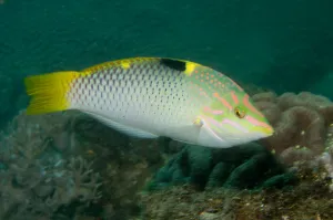 Lembeh Strait Fish Drucke: Checkerboard wrasse in intermediate form