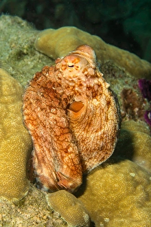 Underwater Sea Life Drucke: A close look at the day octopus
