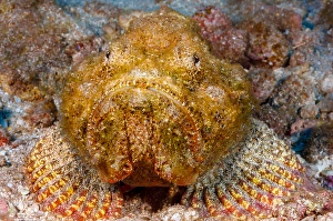 Close-up of a devil scorpionfish
