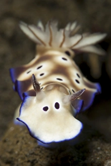 Tropical Ocean Invertebrates Drucke: Close-up view of a Risbecia tryoni nudibranch