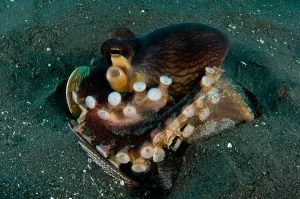 Indo Pacific Ocean Creatures Drucke: Coconut octopus in a broken bottle with eggs